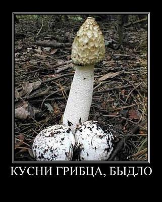 Нажмите на изображение для увеличения
Название: 480px-Kusni_bydlo.JPG
Просмотров: 143
Размер:	61.2 Кб
ID:	12084