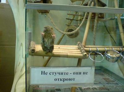 Нажмите на изображение для увеличения
Название: 1d36581d3150cdc8149dc08b41d_prev.jpg
Просмотров: 152
Размер:	33.5 Кб
ID:	14137