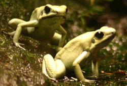 Название: 10_deadly_poison_frog.jpg
Просмотров: 1636

Размер: 15.0 Кб