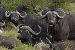 Название: 09_deadly_capebuffalo.jpg
Просмотров: 1426

Размер: 15.1 Кб