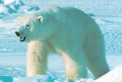 Название: 08_deadly_polarbear.jpg
Просмотров: 1432

Размер: 10.0 Кб