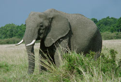 Название: 07_deadly_african_elephant.jpg
Просмотров: 1530

Размер: 13.3 Кб