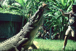 Название: 06_deadly_saltwater_crocodile.jpg
Просмотров: 1514

Размер: 23.2 Кб