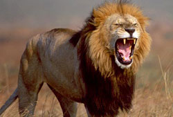 Название: 05_deadly_african_lion2.jpg
Просмотров: 1514

Размер: 11.5 Кб