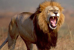 Название: 05_deadly_african_lion2.jpg
Просмотров: 1534

Размер: 11.5 Кб