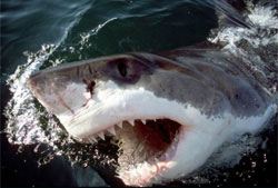 Название: 04_deadly_whiteshark.jpg
Просмотров: 1451

Размер: 13.6 Кб