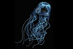 Название: 03_deadly_aus_boxjellyfish.jpg
Просмотров: 1501

Размер: 8.4 Кб