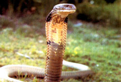 Название: 02_deadly_asian_cobra.jpg
Просмотров: 1428

Размер: 13.5 Кб