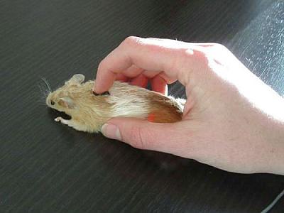 Нажмите на изображение для увеличения
Название: computer_mouses_with_unusual_design_07.jpg
Просмотров: 244
Размер:	30.2 Кб
ID:	17569