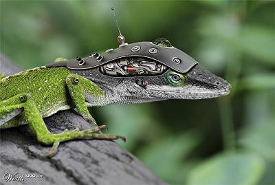 Нажмите на изображение для увеличения
Название: 1181353_dc49_1024x2000.jpg
Просмотров: 197
Размер:	145.1 Кб
ID:	2451