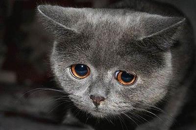 Нажмите на изображение для увеличения
Название: Kitty_Is_Sad_cakMDdS9GE04zkBAnFjTg.jpg
Просмотров: 282
Размер:	38.1 Кб
ID:	29789