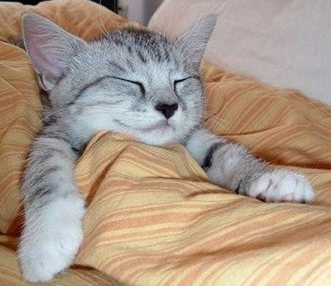 Название: funny-cat-14.jpg
Просмотров: 321

Размер: 48.7 Кб