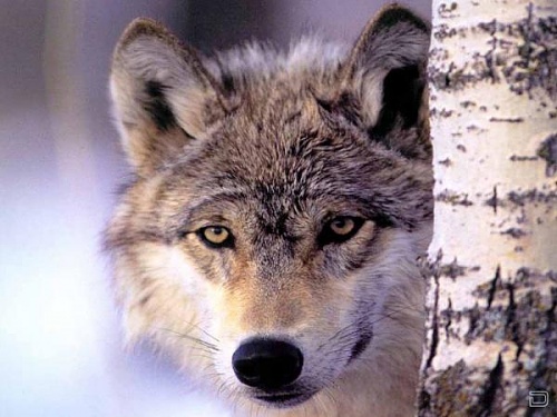 Нажмите на изображение для увеличения
Название: 1268134540_1256321468_wolf8_1024x768.jpg
Просмотров: 187
Размер:	42.7 Кб
ID:	40279