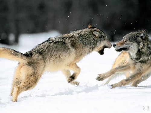 Нажмите на изображение для увеличения
Название: 1268134520_1256321474_wolf3_1600x1200.jpg
Просмотров: 161
Размер:	33.1 Кб
ID:	40280