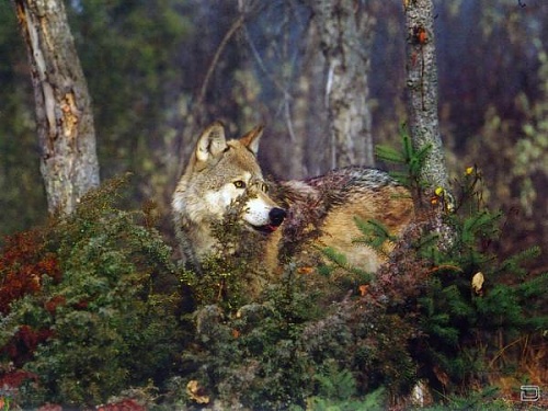 Нажмите на изображение для увеличения
Название: 1268134514_1256321488_wolf9_1024x768.jpg
Просмотров: 185
Размер:	51.7 Кб
ID:	40281