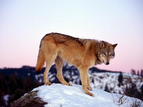 Нажмите на изображение для увеличения
Название: 1268134553_1256321498_wolf2_1600x1200.jpg
Просмотров: 171
Размер:	30.3 Кб
ID:	40282
