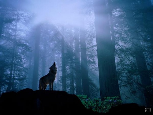 Нажмите на изображение для увеличения
Название: 1268134497_1256321533_wolf20_1024x768.jpg
Просмотров: 175
Размер:	29.1 Кб
ID:	40284