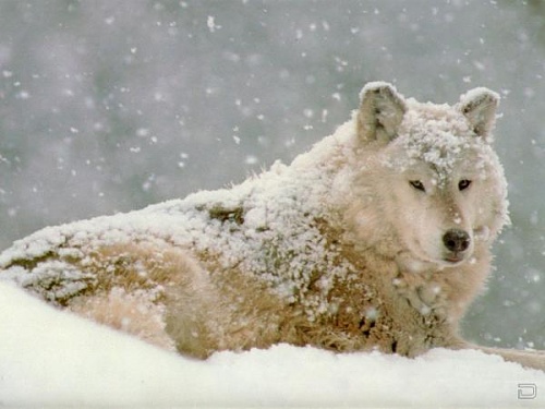 Нажмите на изображение для увеличения
Название: 1268134572_1256321559_wolf26_1024x768.jpg
Просмотров: 118
Размер:	31.9 Кб
ID:	40285
