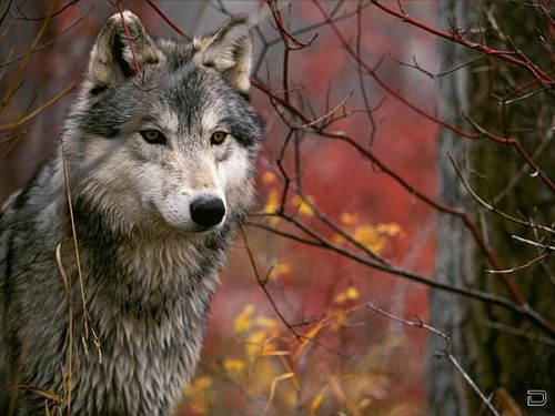 Нажмите на изображение для увеличения
Название: 1268134510_1256321636_wolf28_1024x768.jpg
Просмотров: 163
Размер:	42.7 Кб
ID:	40287