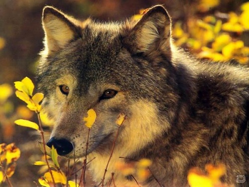 Нажмите на изображение для увеличения
Название: 1268134543_1256321648_wolf39_1024x768.jpg
Просмотров: 111
Размер:	47.6 Кб
ID:	40288