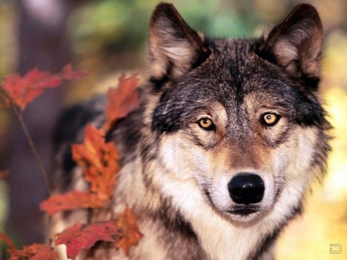 Нажмите на изображение для увеличения
Название: 1268134543_1256321853_wolf80_1600x1200.jpg
Просмотров: 155
Размер:	36.9 Кб
ID:	40289