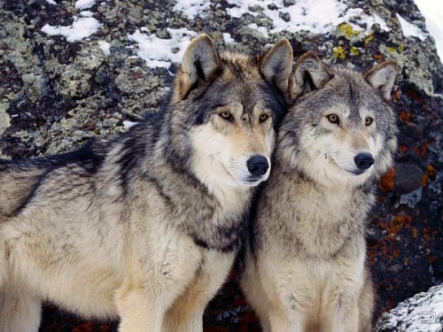 Нажмите на изображение для увеличения
Название: 1268134604_1256321881_wolf78_1600x1200.jpg
Просмотров: 758
Размер:	58.4 Кб
ID:	40290