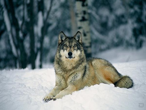 Нажмите на изображение для увеличения
Название: 1268134553_1256321892_wolf86_1024x768.jpg
Просмотров: 124
Размер:	30.8 Кб
ID:	40291