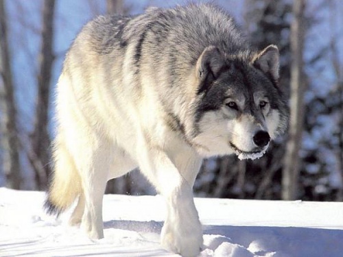 Нажмите на изображение для увеличения
Название: 1268134518_1256321981_wolf93_1280x960.jpg
Просмотров: 183
Размер:	35.3 Кб
ID:	40293