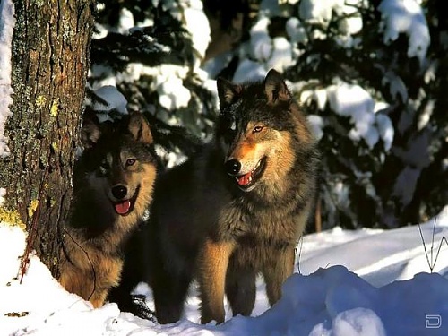 Нажмите на изображение для увеличения
Название: 1268134592_1256322012_wolf102_1024x768.jpg
Просмотров: 178
Размер:	52.2 Кб
ID:	40294