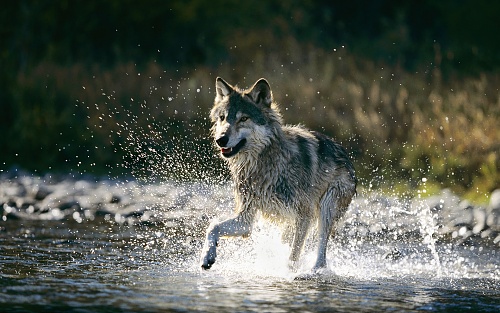 Нажмите на изображение для увеличения
Название: 1550_wolf_in_water_background_x.jpg
Просмотров: 178
Размер:	565.9 Кб
ID:	40299
