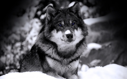 Нажмите на изображение для увеличения
Название: 39590_mysterious_wolf_x.jpg
Просмотров: 205
Размер:	456.4 Кб
ID:	40301