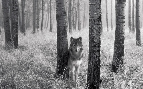 Нажмите на изображение для увеличения
Название: 301798_stalking_wolf_widescreen_wallpaper.jpg
Просмотров: 207
Размер:	340.0 Кб
ID:	40309
