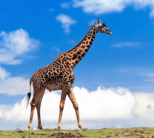 Нажмите на изображение для увеличения
Название: giraffe76.jpg
Просмотров: 249
Размер:	113.2 Кб
ID:	41959