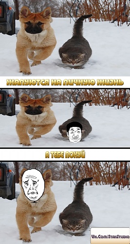 Нажмите на изображение для увеличения
Название: кошка с собакой.jpg
Просмотров: 227
Размер:	861.3 Кб
ID:	42171
