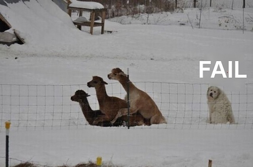 Нажмите на изображение для увеличения
Название: fitting-in-fail-llamas.jpg
Просмотров: 201
Размер:	94.8 Кб
ID:	45169