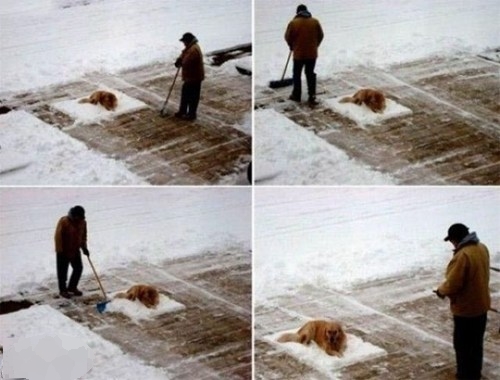 Название: epic-win-photos-win-shoveling-snow-win.jpg
Просмотров: 1404

Размер: 104.5 Кб