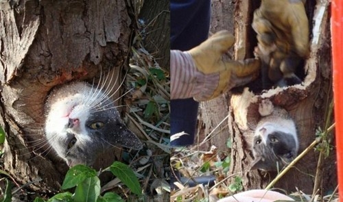 Название: epic-win-photos-rescuing-a-kitteh-win.jpg
Просмотров: 946

Размер: 113.9 Кб