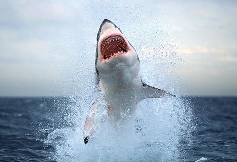 Название: mbn_shark_wideweb__470x321,0.jpg
Просмотров: 954

Размер: 32.4 Кб