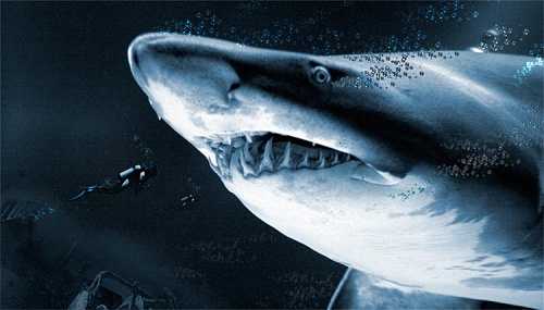 Нажмите на изображение для увеличения
Название: shark.jpg
Просмотров: 258
Размер:	51.6 Кб
ID:	53741