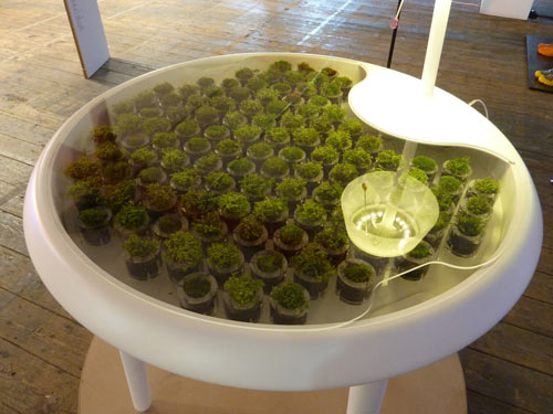 Название: Moss-Table-1.jpg
Просмотров: 670

Размер: 42.2 Кб