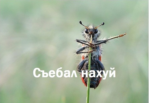 Нажмите на изображение для увеличения
Название: hPQidAaFaPE.jpg
Просмотров: 227
Размер:	50.3 Кб
ID:	55299