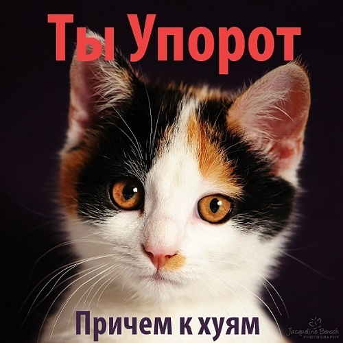 Нажмите на изображение для увеличения
Название: 91ACD1E80789AD9CDA7B45EDAD8840C2.jpg
Просмотров: 177
Размер:	70.7 Кб
ID:	55442