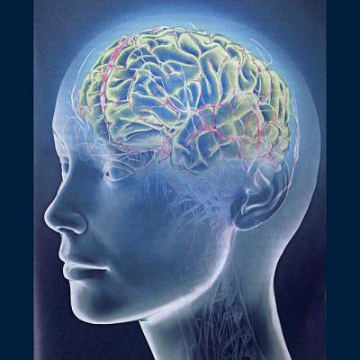 Нажмите на изображение для увеличения
Название: 1257951377_brain.jpg
Просмотров: 3761
Размер:	87.5 Кб
ID:	5565