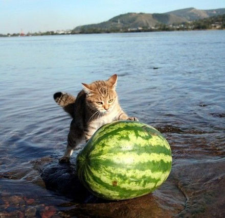 Название: animals_61.jpg
Просмотров: 1108

Размер: 67.4 Кб