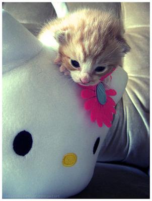 Нажмите на изображение для увеличения
Название: Hello__Kitty_by_pronouncedyou.jpg
Просмотров: 207
Размер:	45.8 Кб
ID:	6024