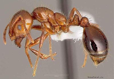 Нажмите на изображение для увеличения
Название: ant00.jpg
Просмотров: 502
Размер:	58.7 Кб
ID:	6148