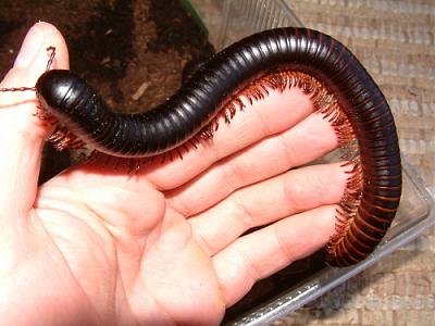 Нажмите на изображение для увеличения
Название: giant_african_millipede.jpg
Просмотров: 539
Размер:	128.3 Кб
ID:	6175