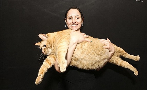 Нажмите на изображение для увеличения
Название: fattest-cat.jpg
Просмотров: 210
Размер:	111.6 Кб
ID:	61934