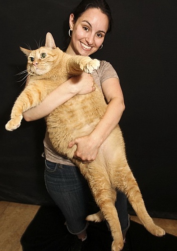 Нажмите на изображение для увеличения
Название: fattest-cat2.jpg
Просмотров: 227
Размер:	246.6 Кб
ID:	61935