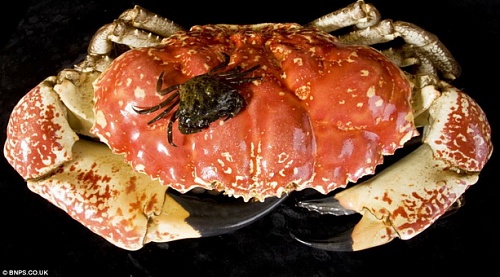 Нажмите на изображение для увеличения
Название: crab2.jpg
Просмотров: 188
Размер:	96.0 Кб
ID:	61937